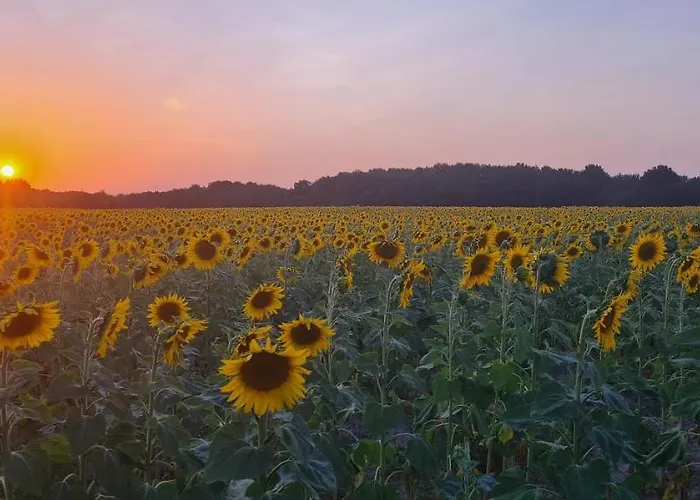 La Thomaserie * La Chevrolière